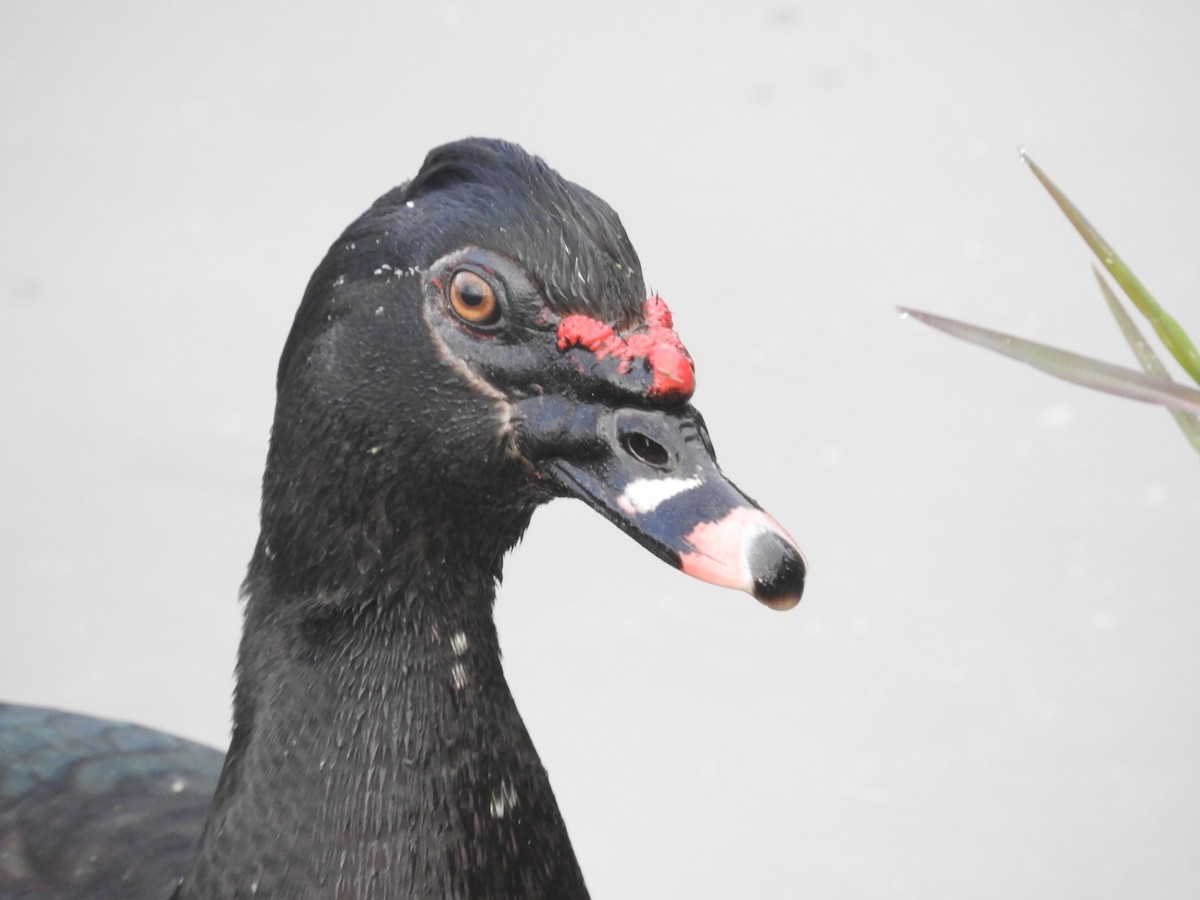 Muscovy Duck (Domestic type) - ML615108514