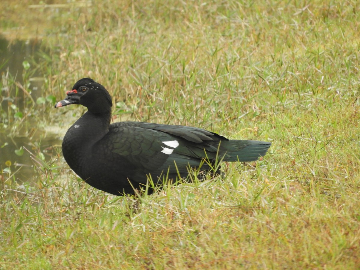 Canard musqué (forme domestique) - ML615108532