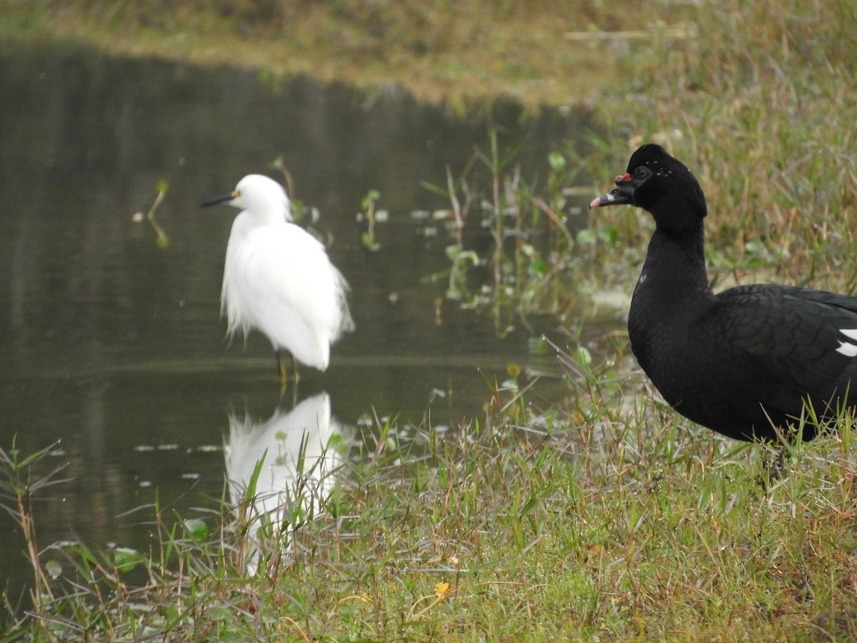 Muscovy Duck (Domestic type) - ML615108557