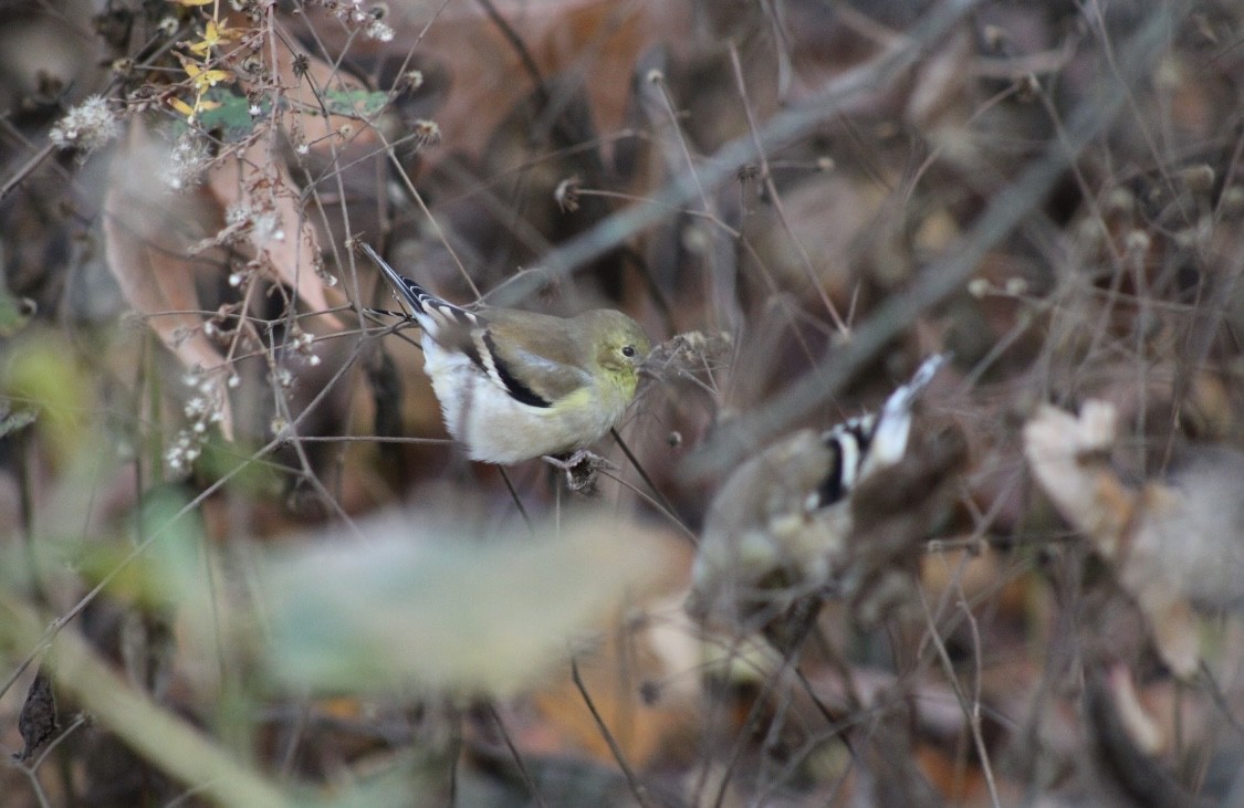 American Goldfinch - Clover Frost