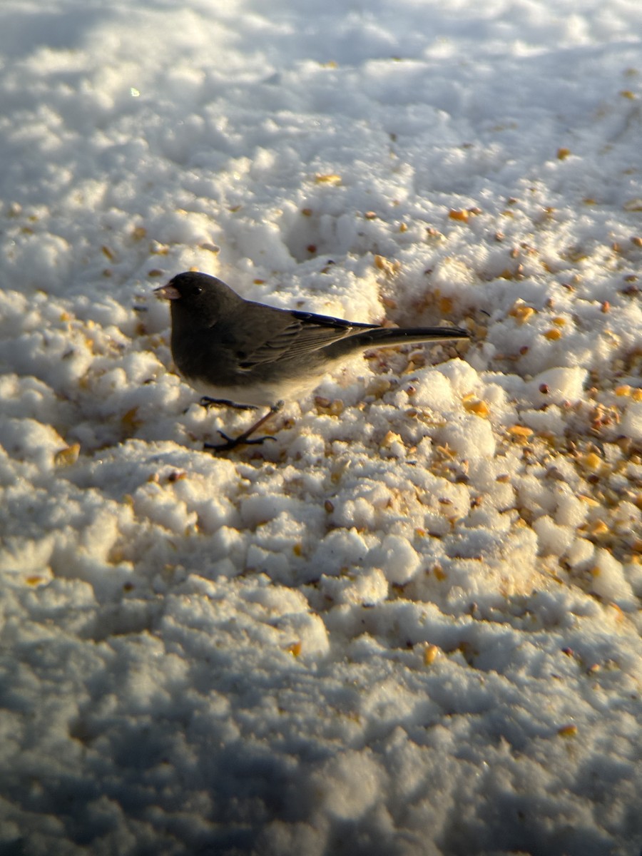 Dark-eyed Junco - ML615108589