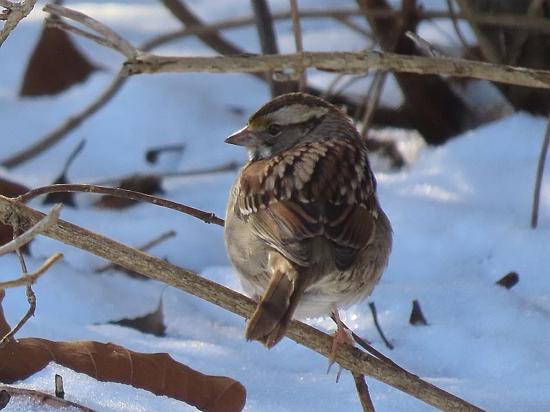 White-throated Sparrow - ML615108621