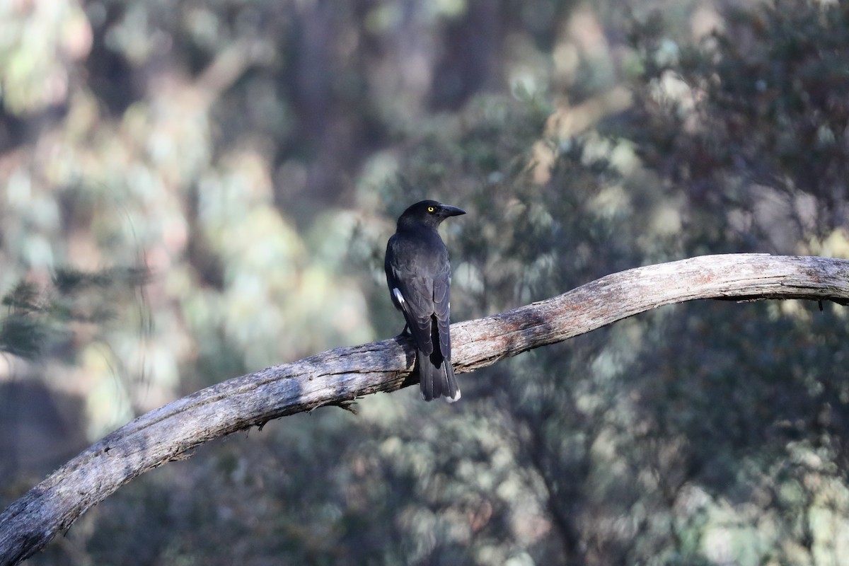 Pied Currawong - ML615108623