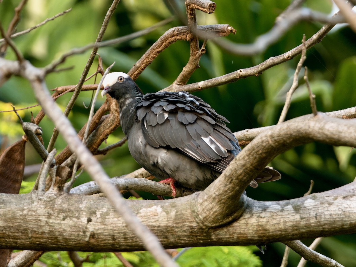 Pigeon à couronne blanche - ML615108638
