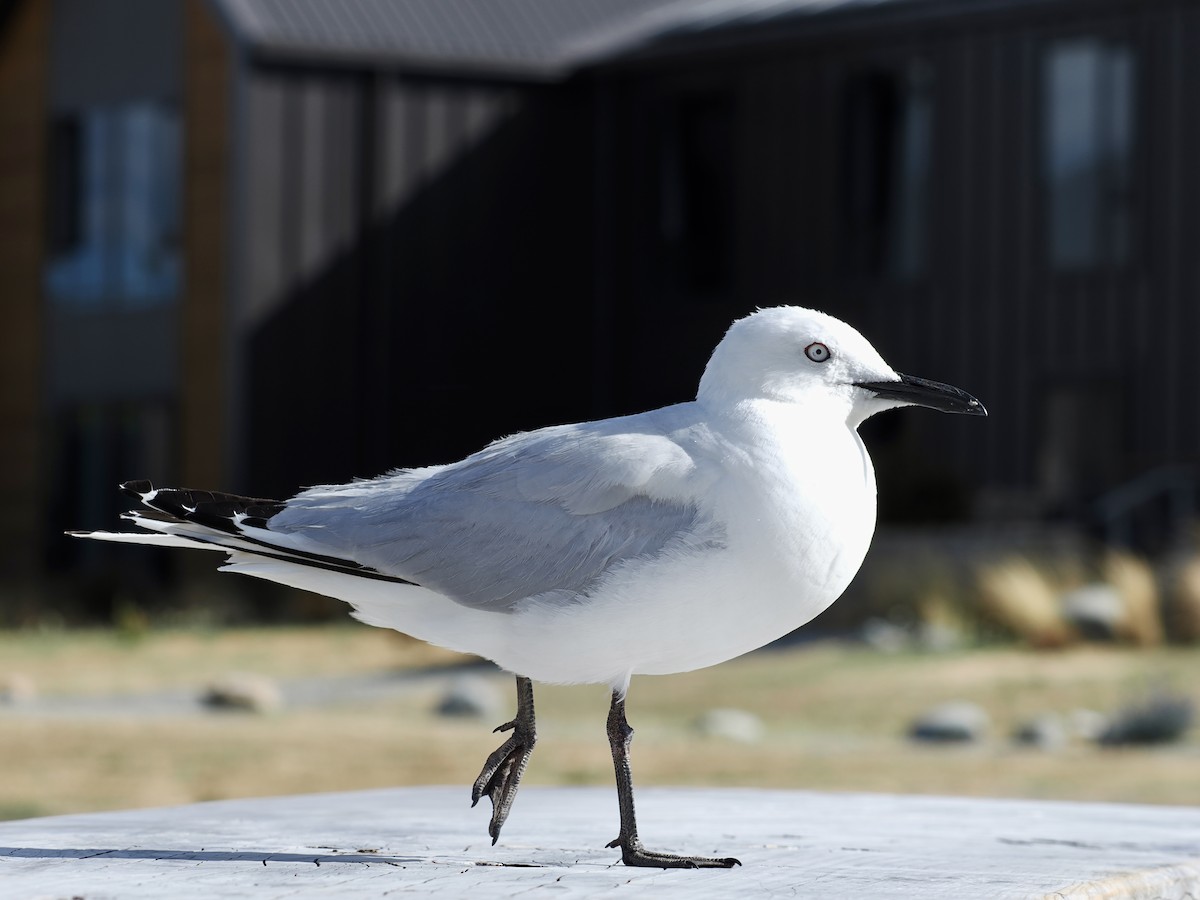 Black-billed Gull - ML615108740