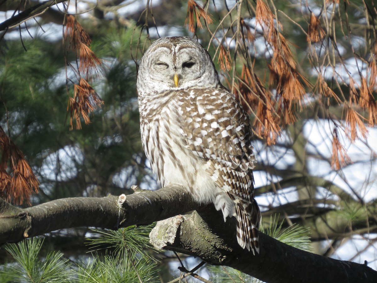 Barred Owl - ML615108742