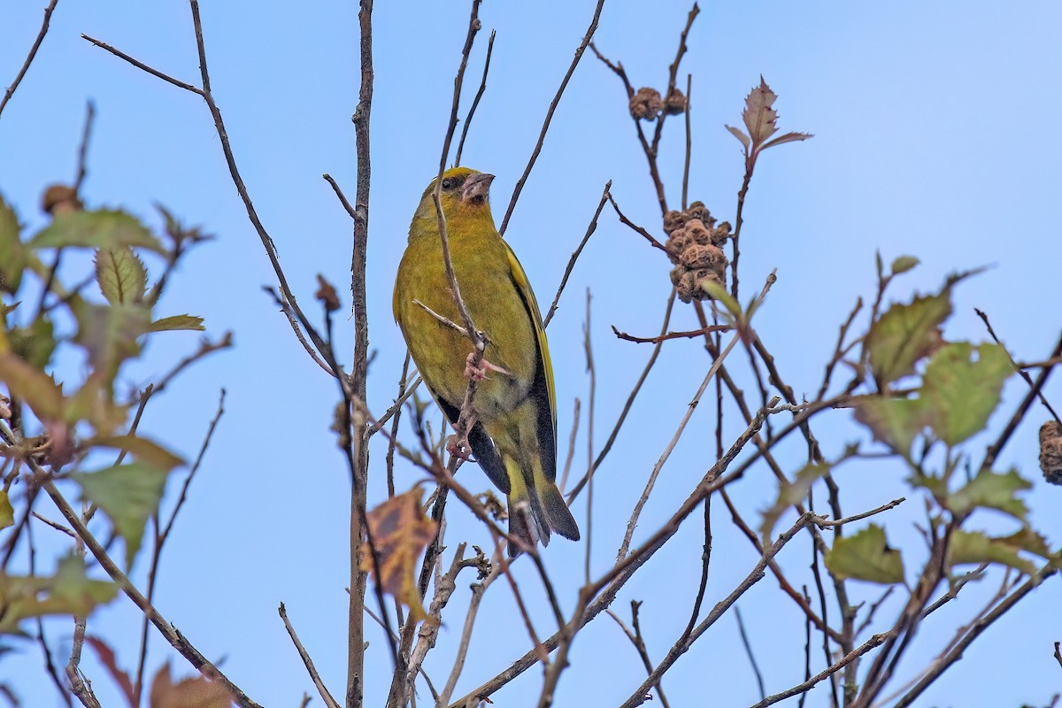 European Greenfinch - ML615108795