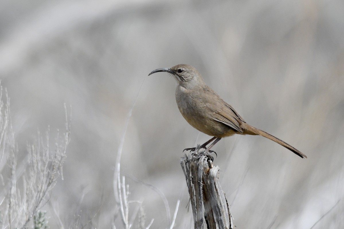 California Thrasher - ML615108905