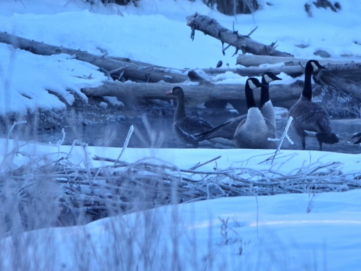 Greater White-fronted Goose - ML615108926