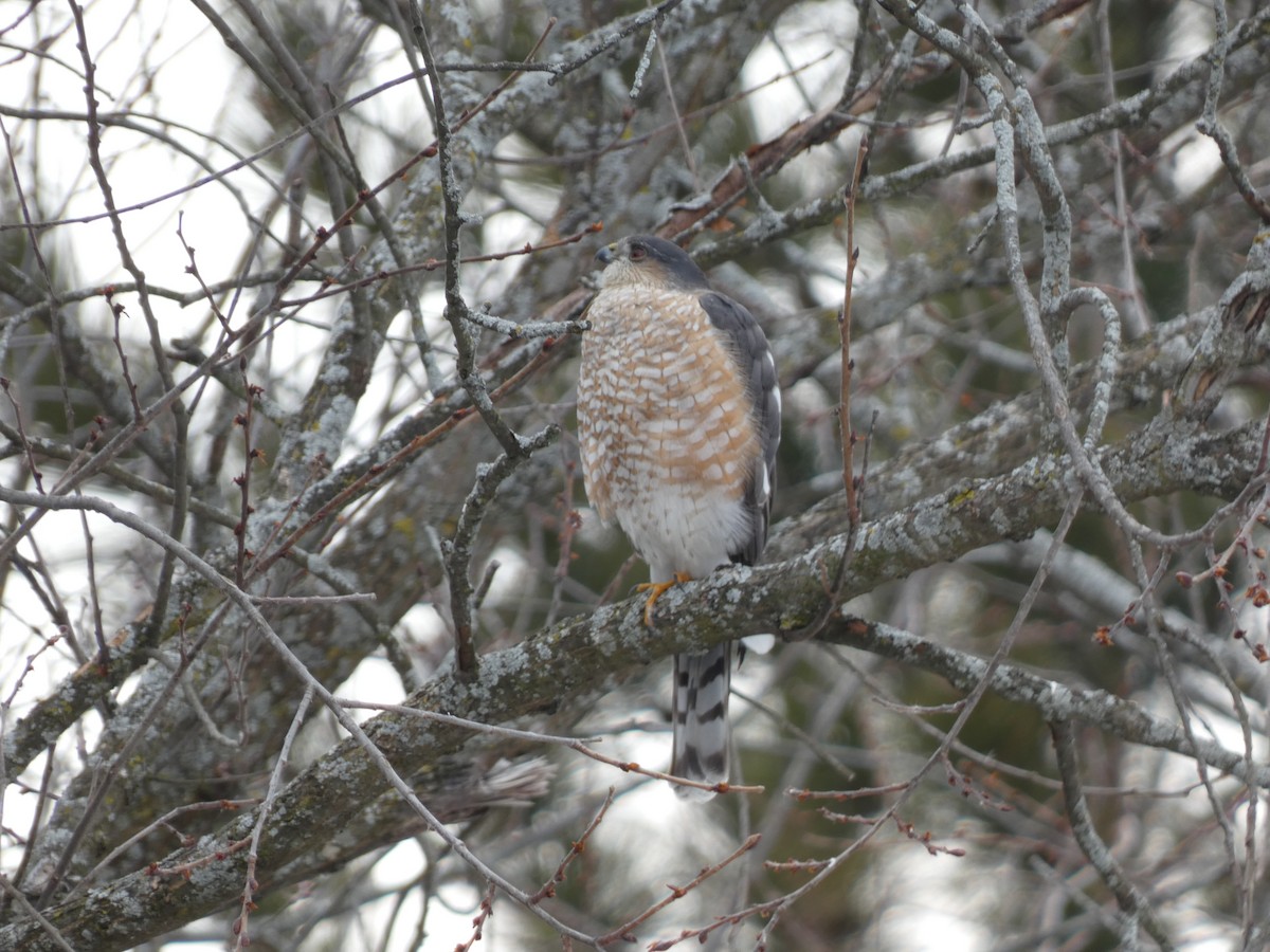 Sharp-shinned Hawk - ML615108945