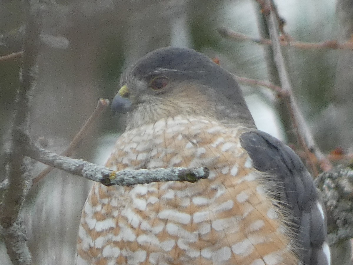 Sharp-shinned Hawk - ML615108956