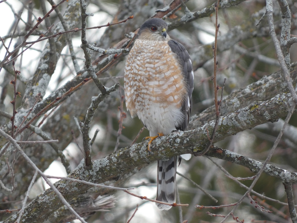 Sharp-shinned Hawk - ML615108983