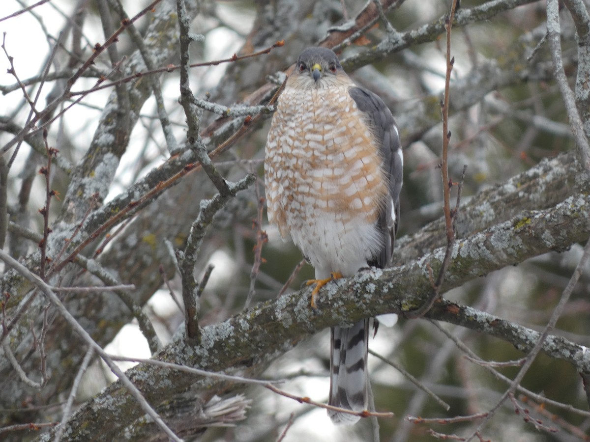 Sharp-shinned Hawk - ML615108994