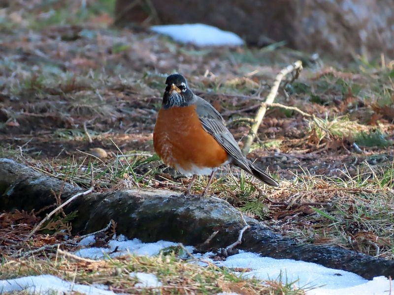 American Robin - ML615108997