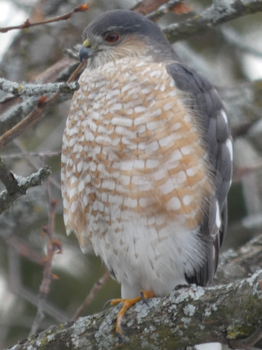 Sharp-shinned Hawk - ML615108998