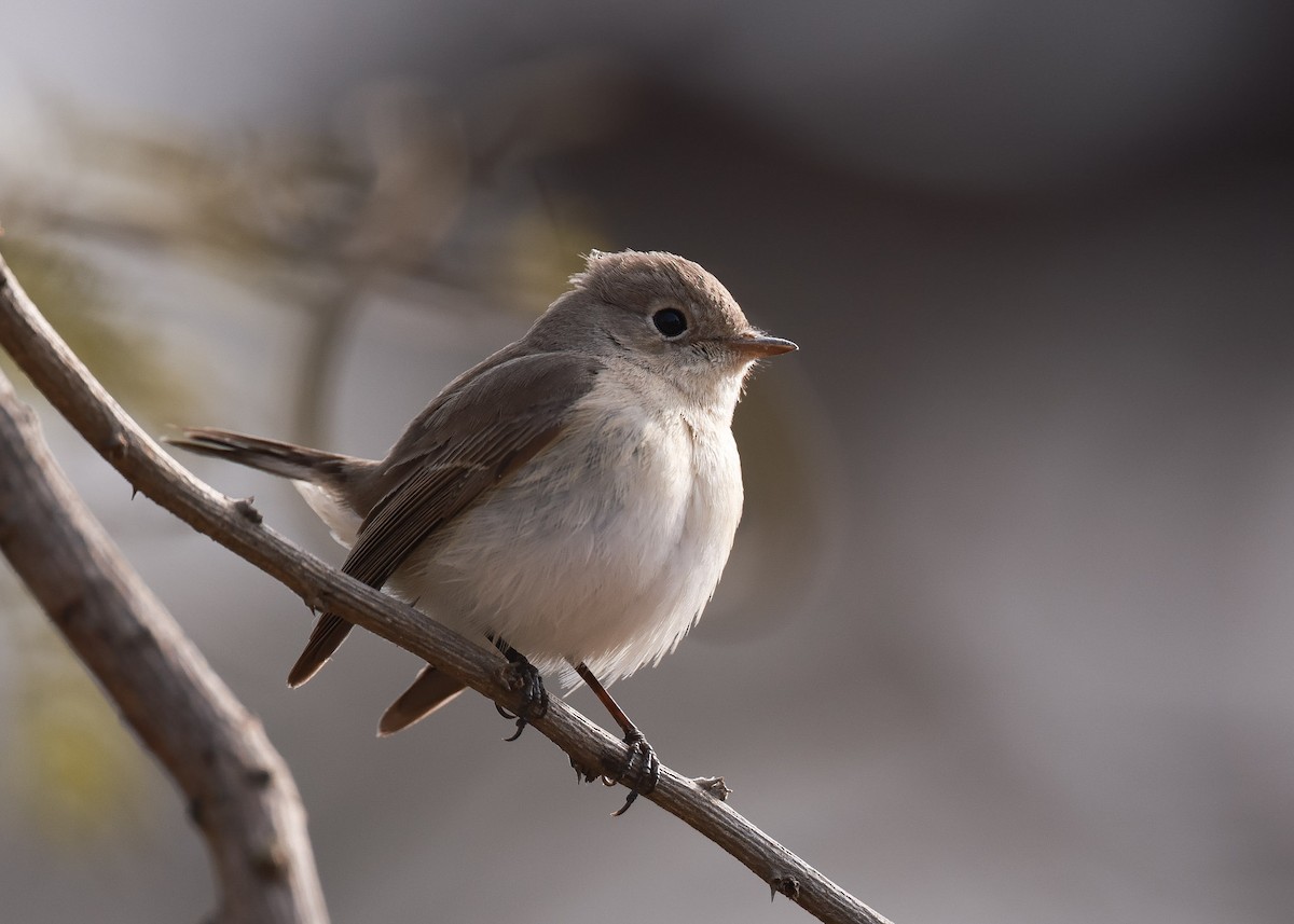 Red-breasted Flycatcher - ML615109103