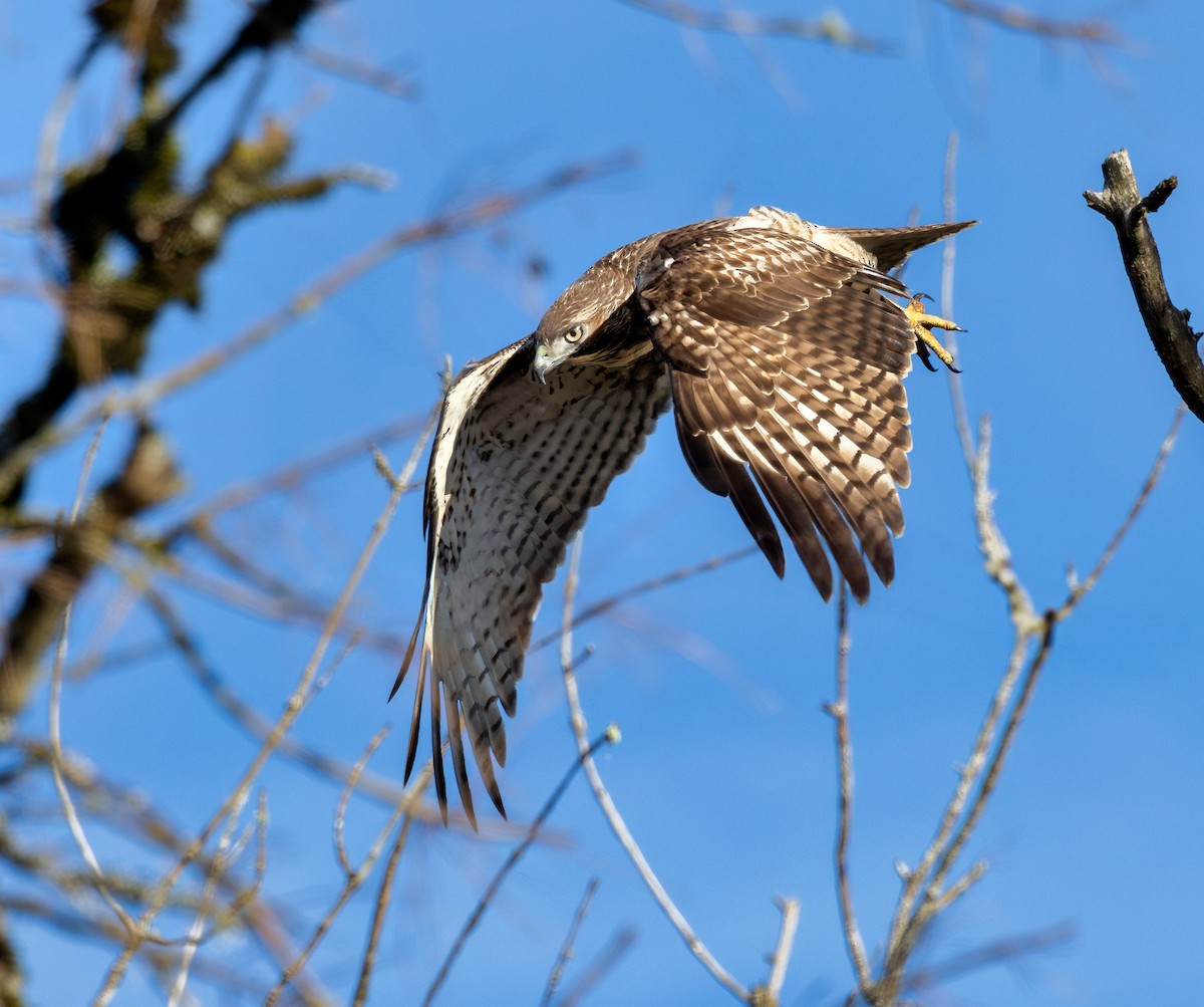 Red-tailed Hawk - ML615109272