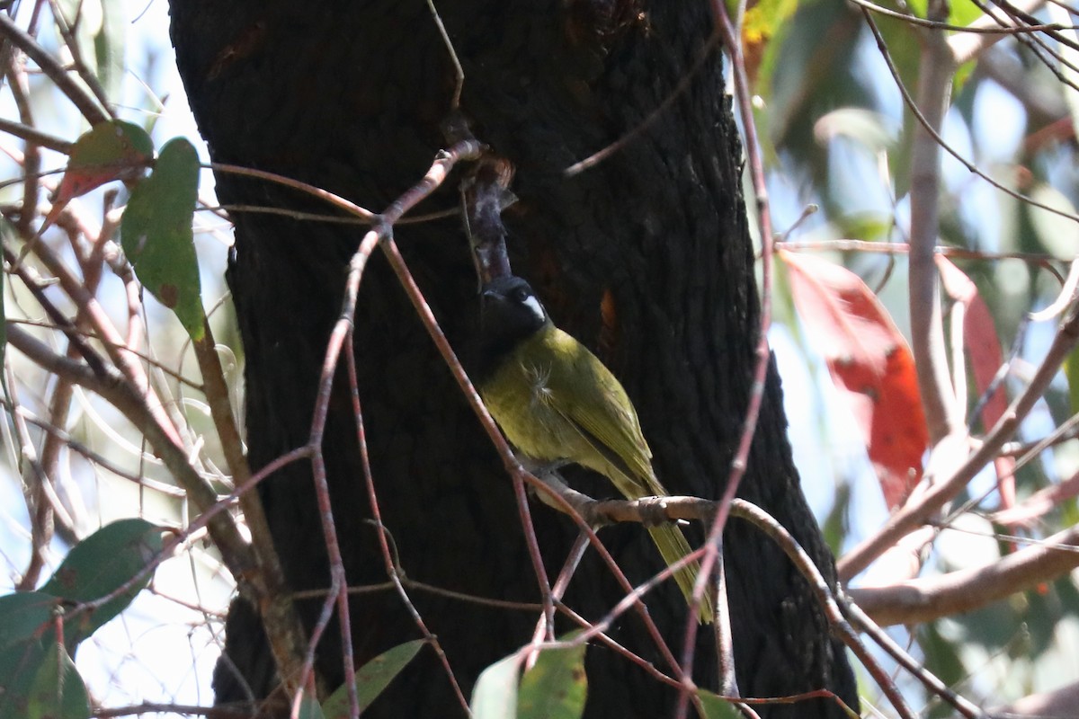 White-eared Honeyeater - ML615109321