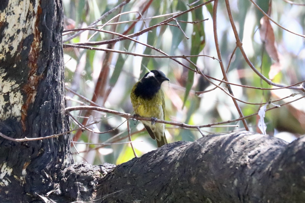 White-eared Honeyeater - ML615109322