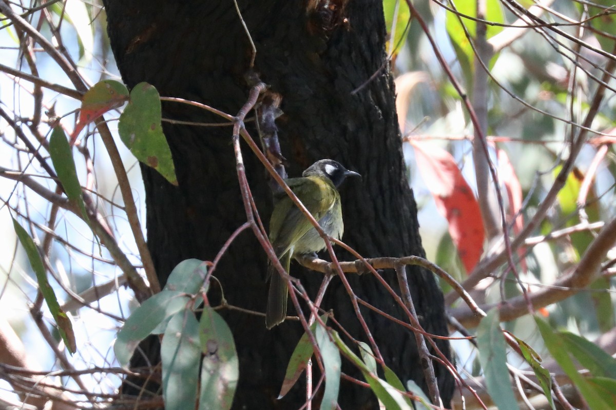 White-eared Honeyeater - ML615109323