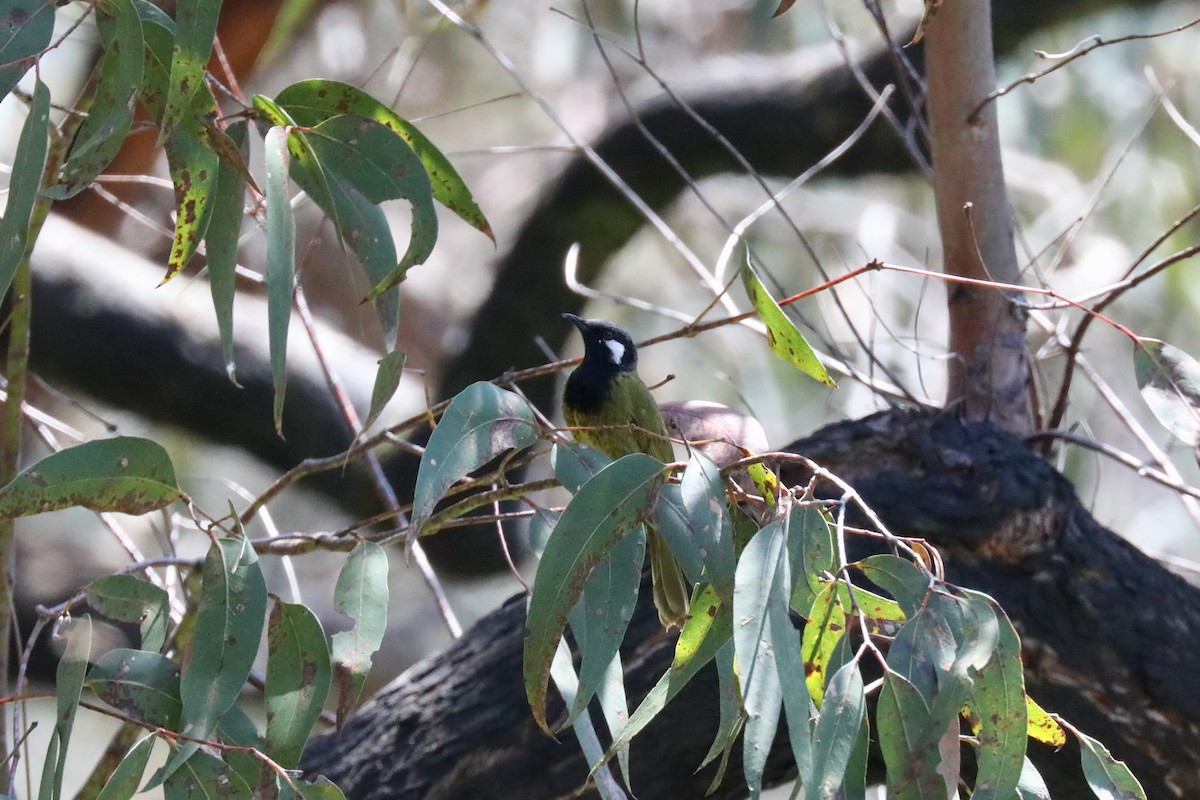 White-eared Honeyeater - ML615109324