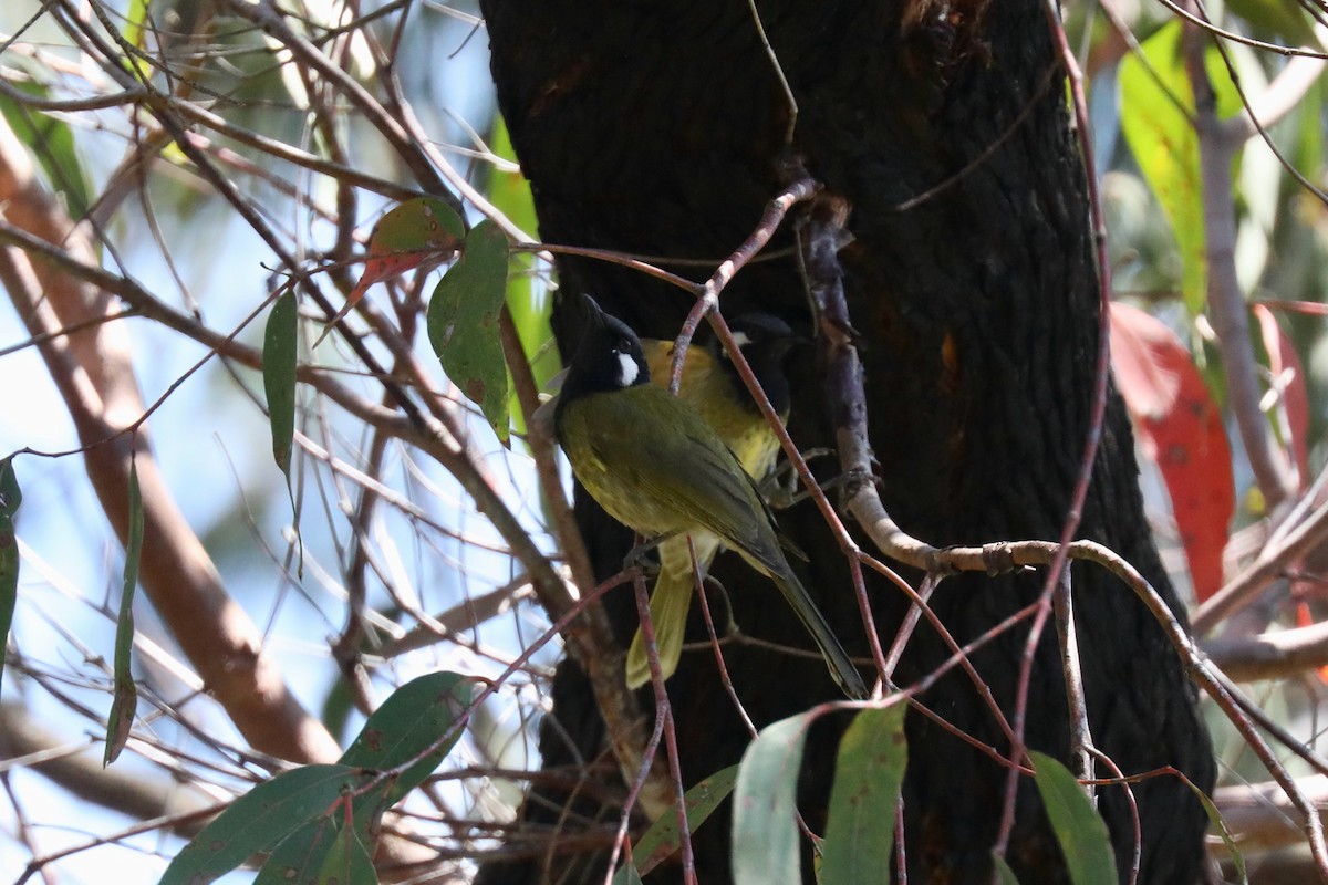 White-eared Honeyeater - ML615109325