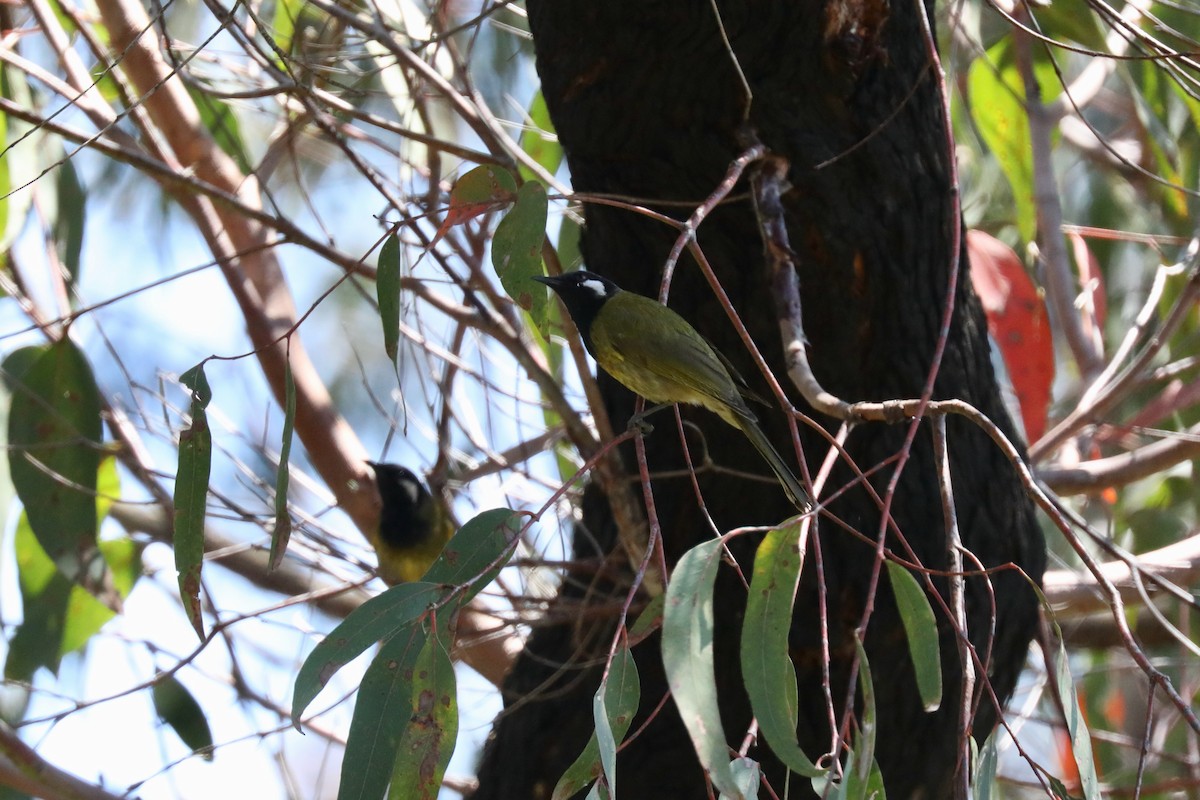 White-eared Honeyeater - ML615109326