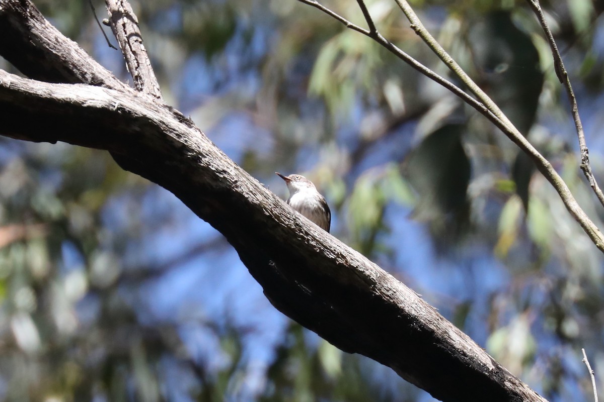 Varied Sittella - ML615109447