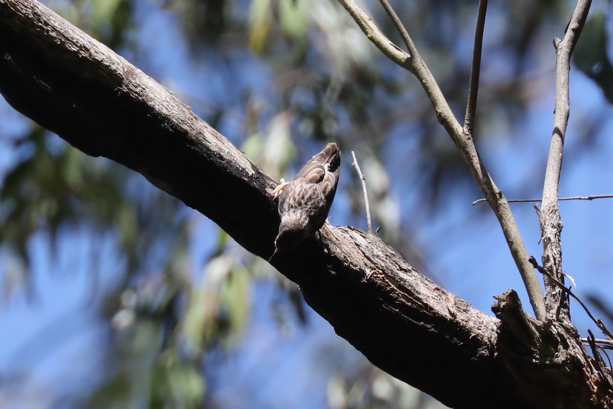 Varied Sittella - ML615109448