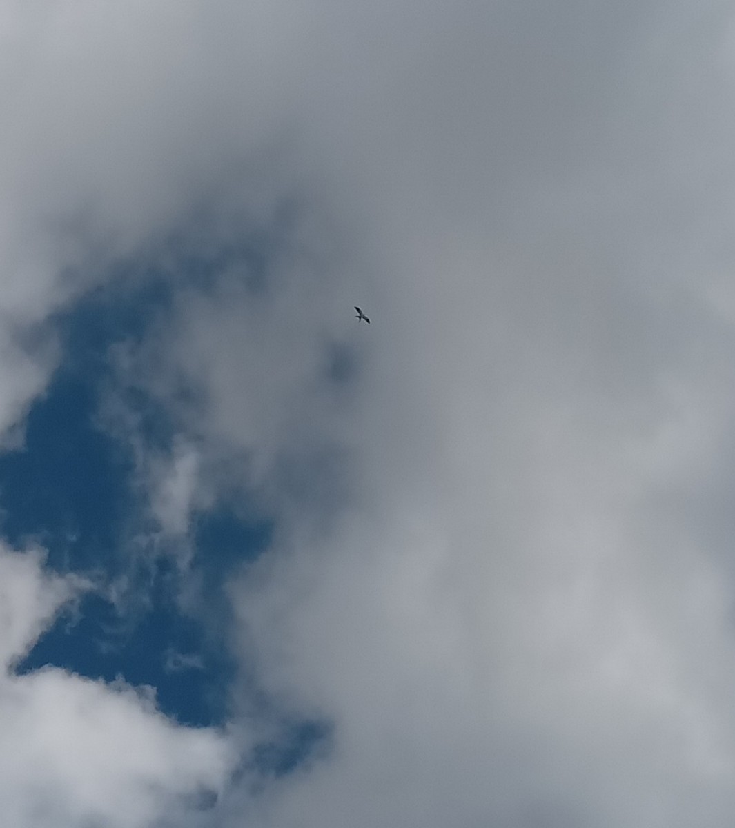 Swallow-tailed Kite - Miguel Angel Och Hernández