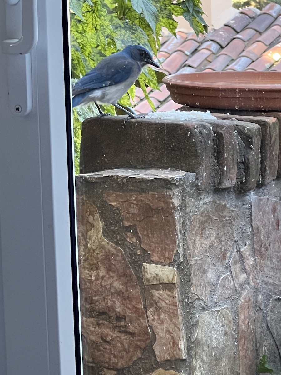 Woodhouse's Scrub-Jay - ML615109587