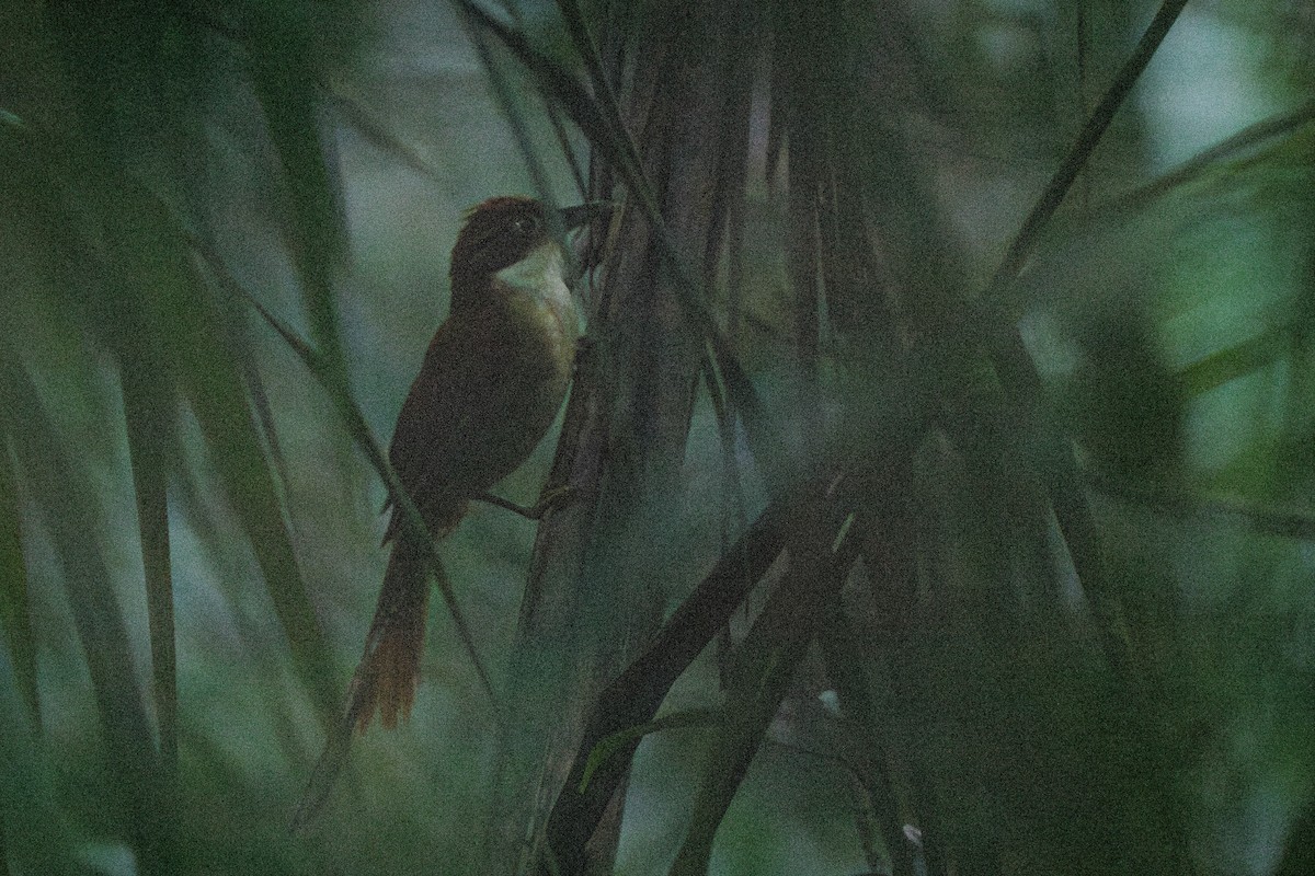 Pernambuco Foliage-gleaner - ML615109635