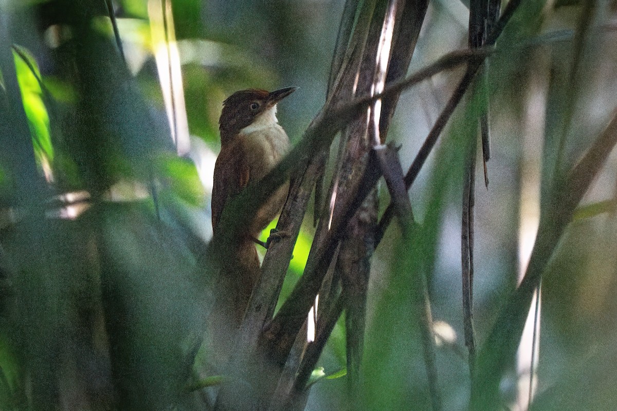 Pernambuco Foliage-gleaner - ML615109637