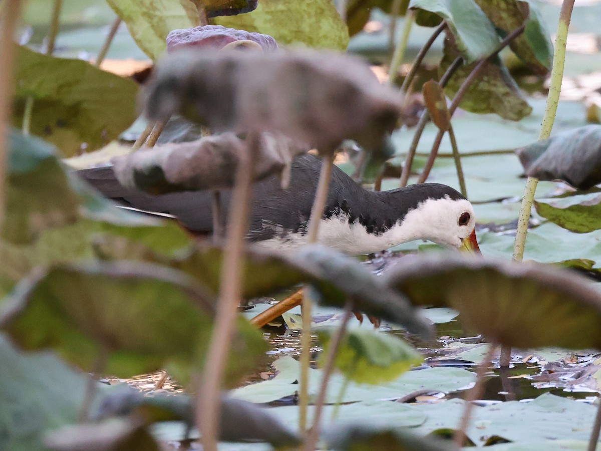 White-breasted Waterhen - ML615109687