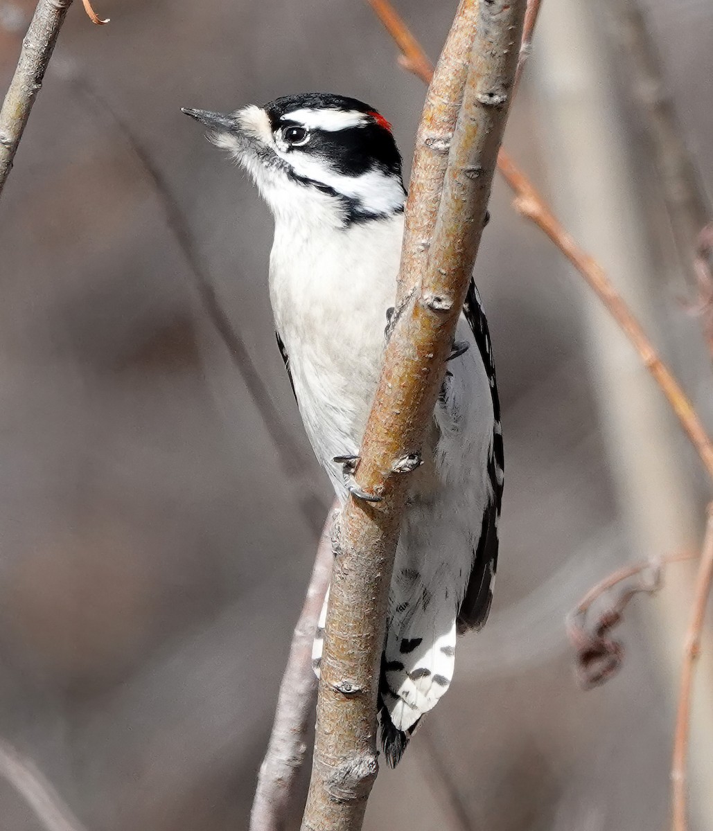 Downy Woodpecker - ML615109717