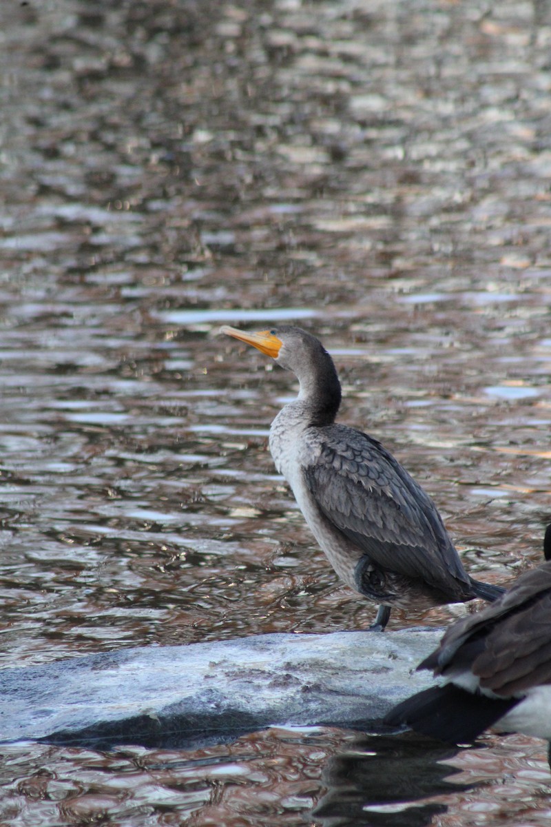 Double-crested Cormorant - ML615109762