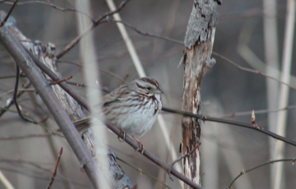 Song Sparrow - ML615109772