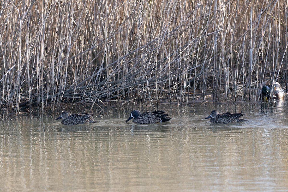 Blue-winged Teal - ML615109863