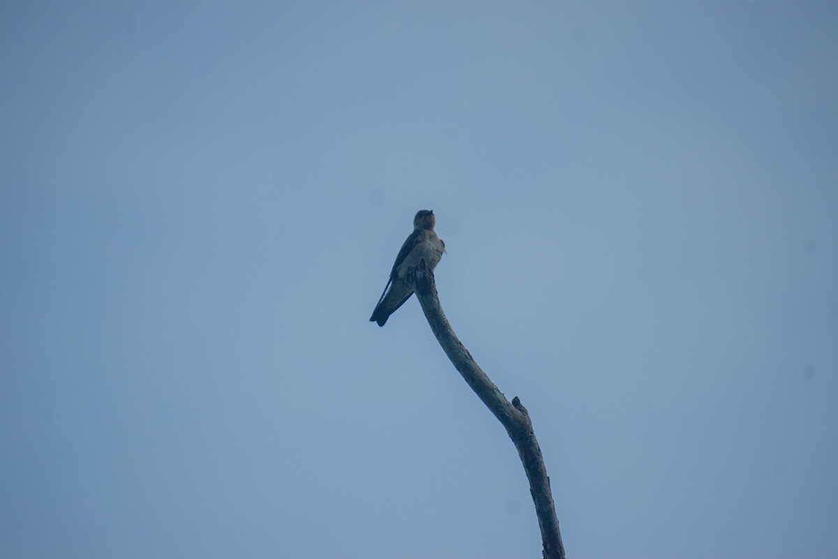 Southern Rough-winged Swallow - ML615109946
