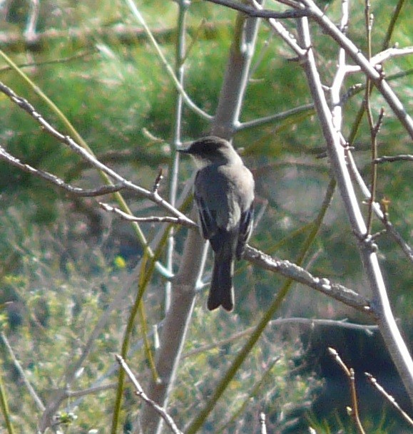 Eastern Phoebe - ML615110053