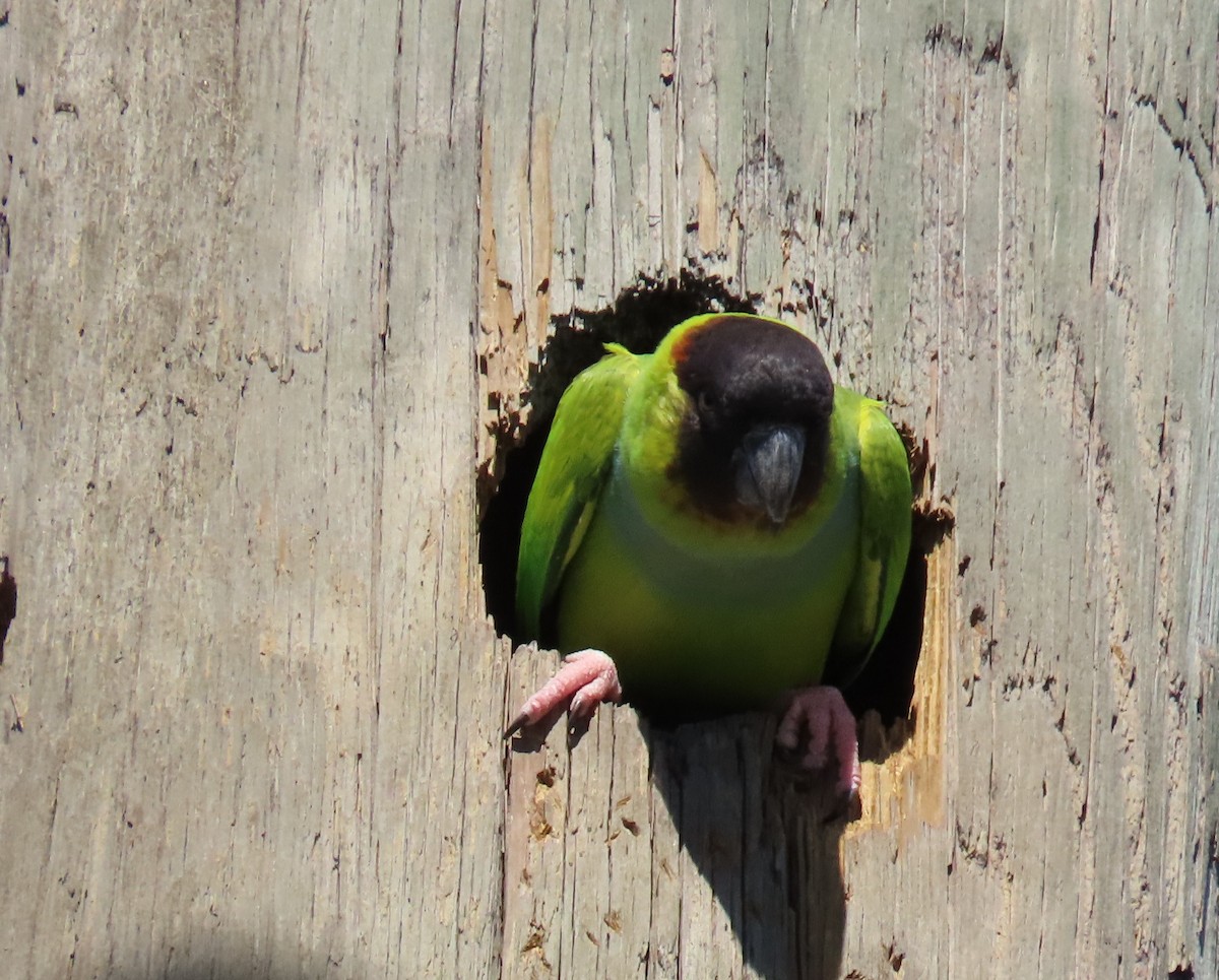 Nanday Parakeet - ML615110068