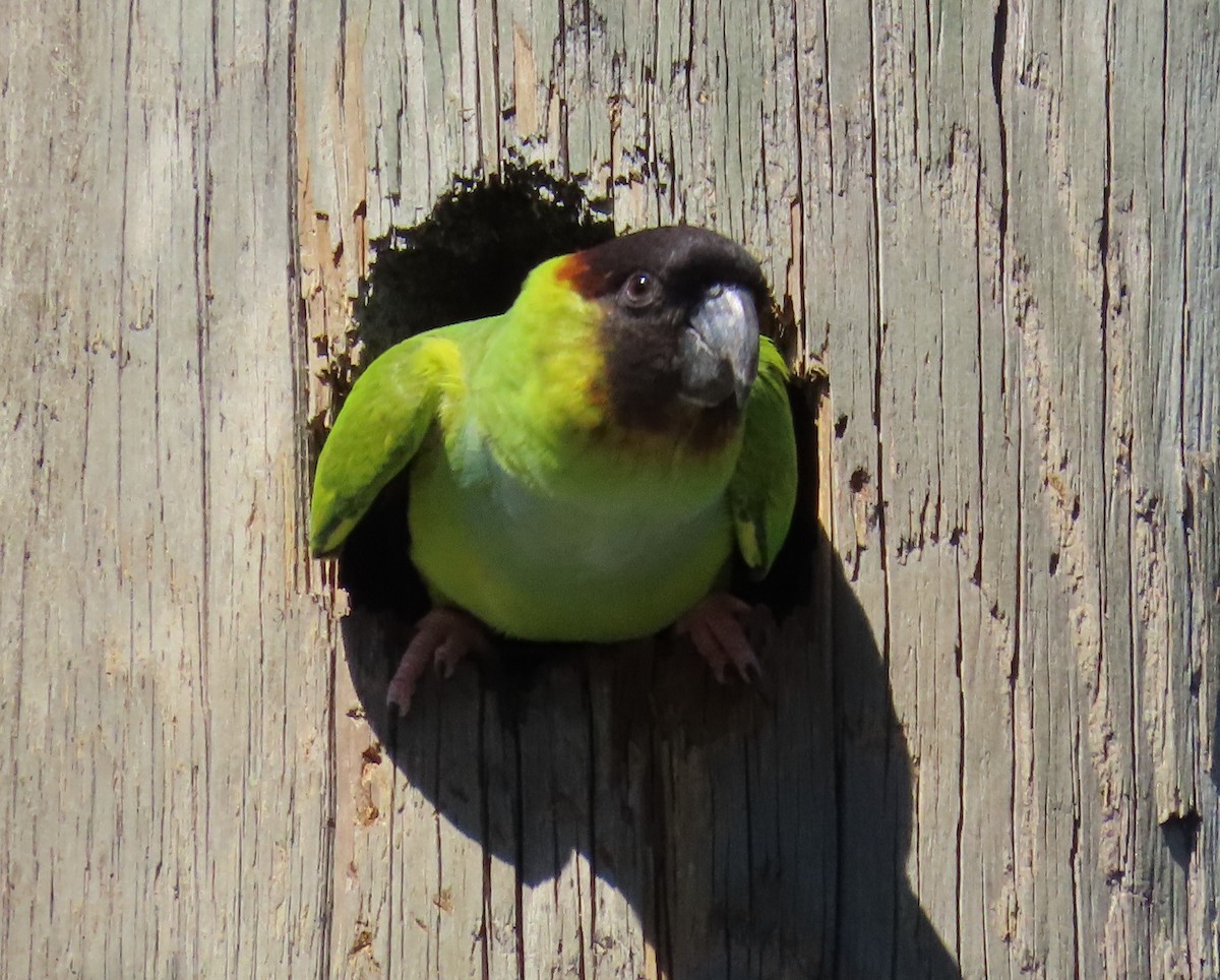 Nanday Parakeet - ML615110069