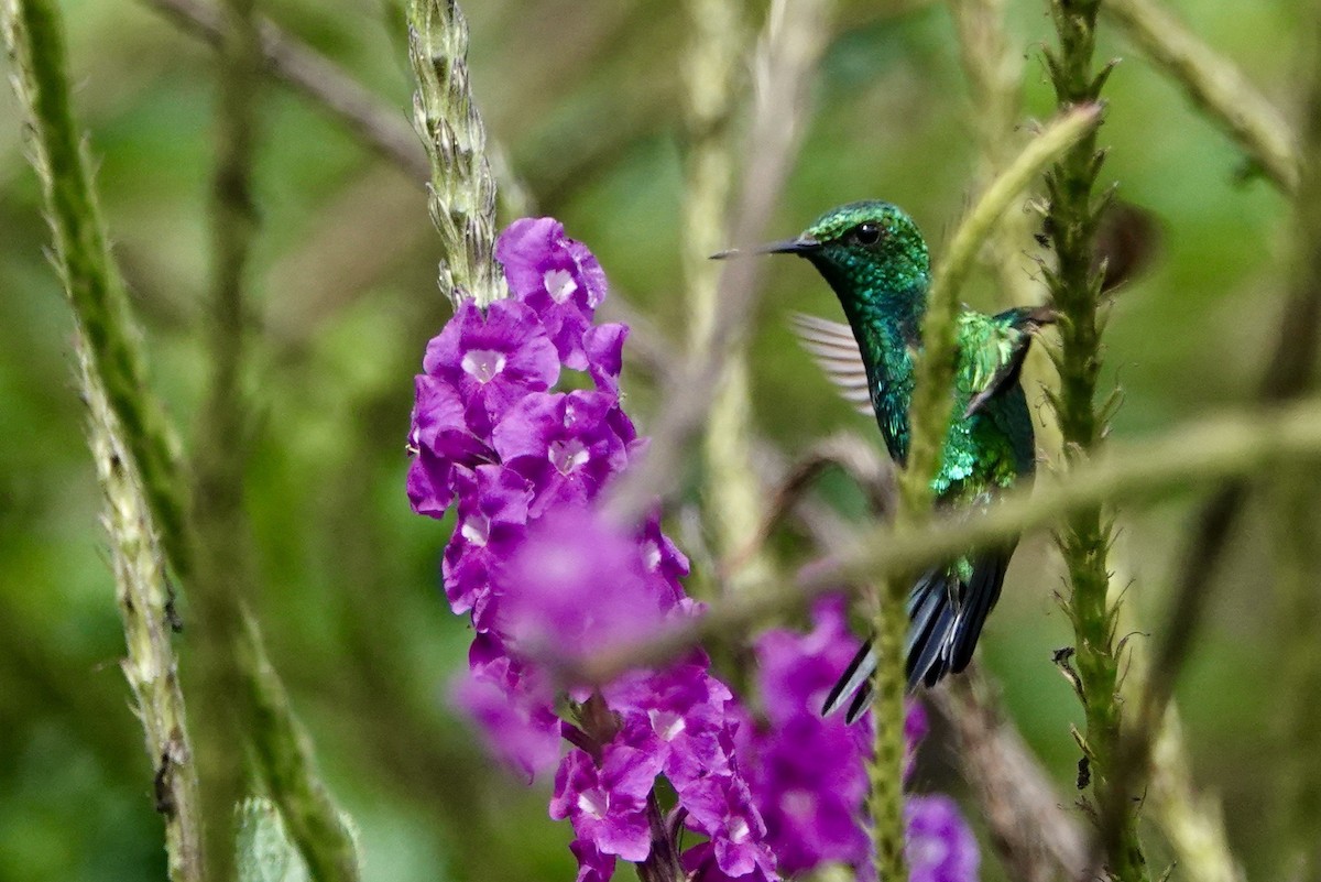 kolibřík zahradní - ML615110276