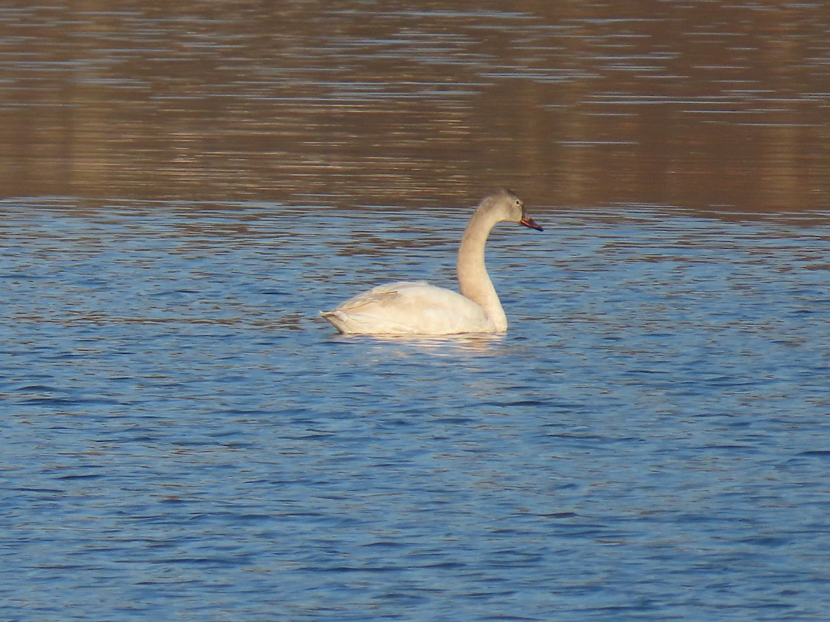 Tundra Swan - Rick Robinson