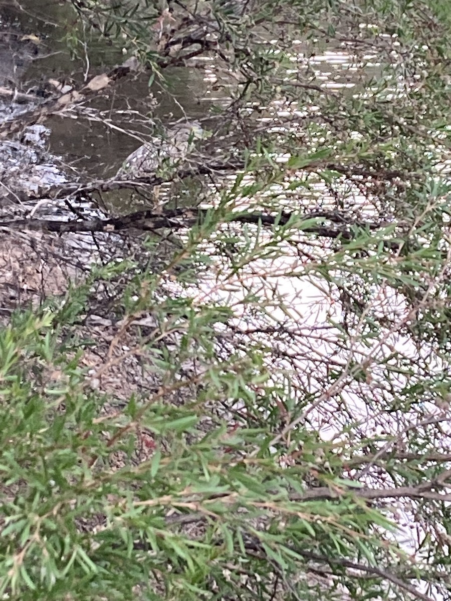 kvakoš rezavý - ML615110316