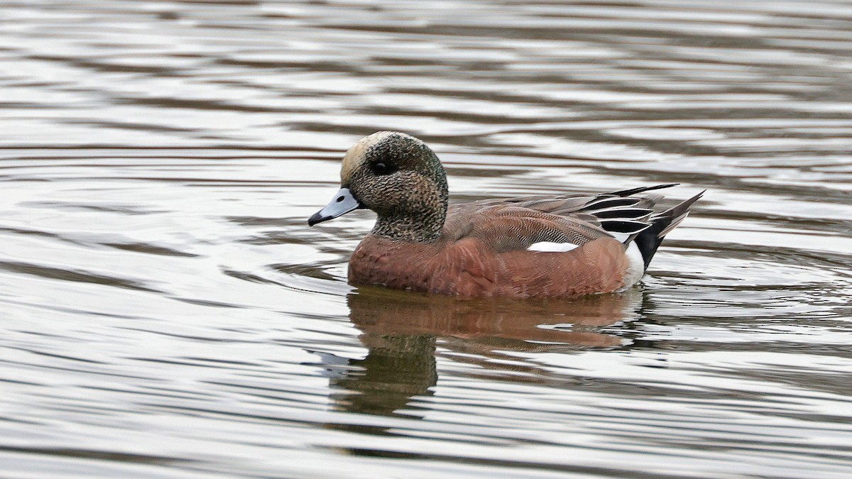 American Wigeon - ML615110368