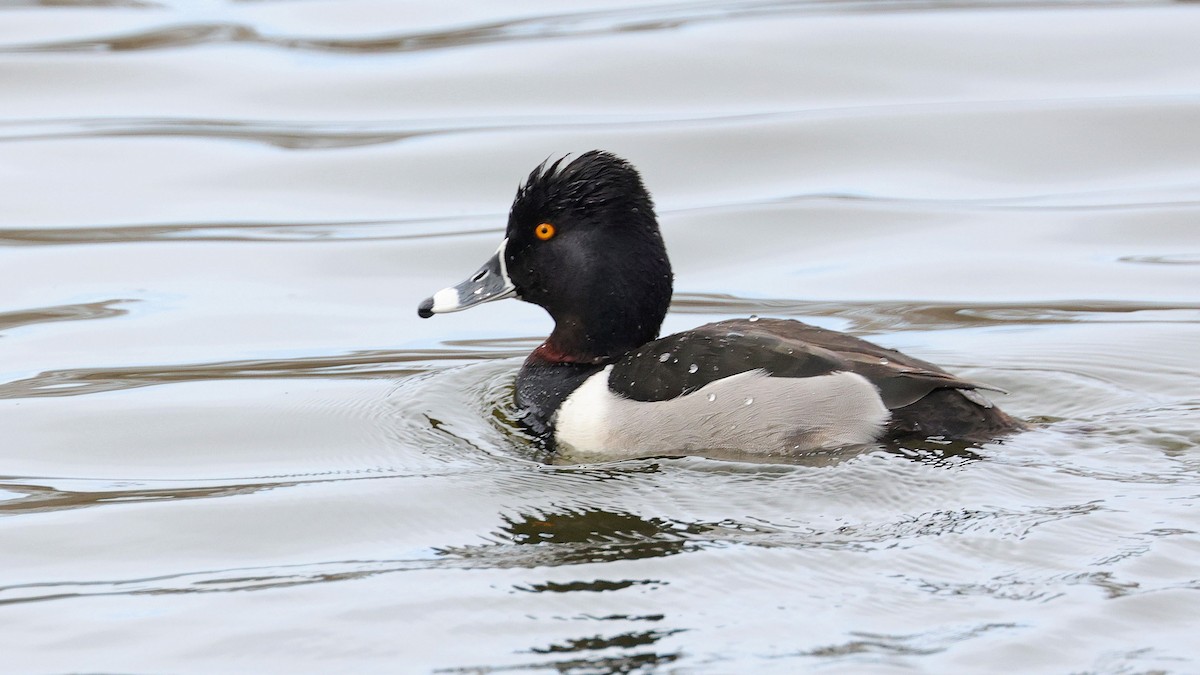 Ring-necked Duck - ML615110384