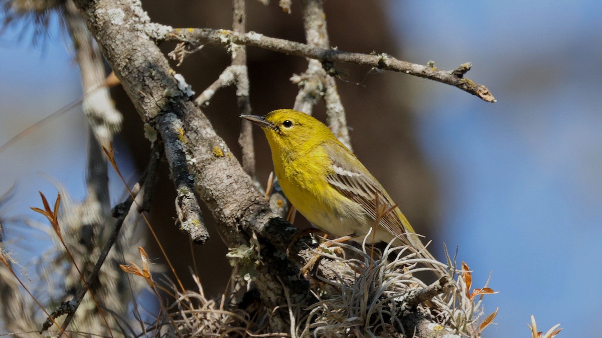 Pine Warbler - ML615110402