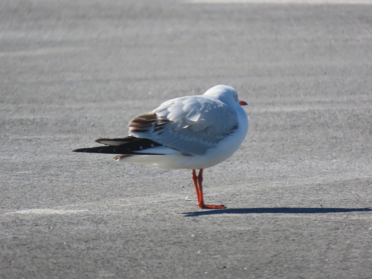 Black-headed Gull - Jeffrey Zupan