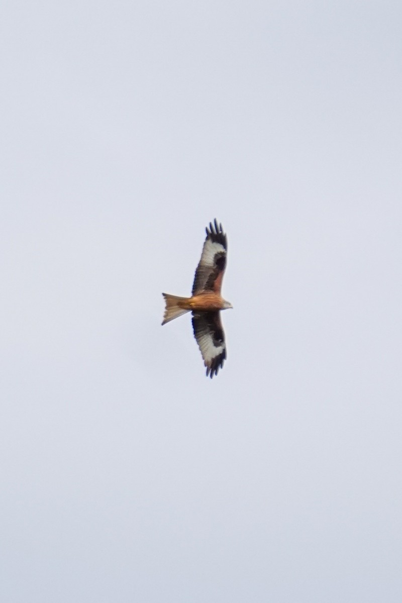 Red Kite - ML615110518